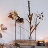 Botanical Range - Walther & Co, Denmark - Greige - Home & Garden - Chiswick, London W4 