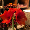 Wax Amaryllis Bulbs - Red Flower