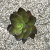 Small Faux Succulent - Greige - Home & Garden - Chiswick, London W4 