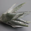 Faux Aloe Plant - Greige - Home & Garden - Chiswick, London W4 