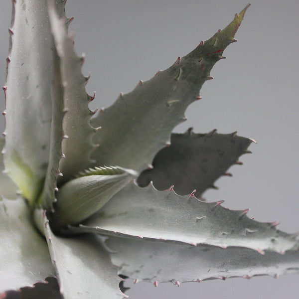 Faux Aloe Plant - Greige - Home & Garden - Chiswick, London W4 