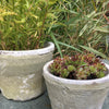 Aged Terracotta Cactus Pot - Various Sizes - Greige - Home & Garden - Chiswick, London W4 