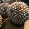 Decorative Bear Conch Shell Ball - Two Sizes - Greige - Home & Garden - Chiswick, London W4 