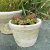 Aged Terracotta Cactus Pot - Various Sizes - Greige - Home & Garden - Chiswick, London W4 