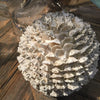 Decorative Patella Saccharina Shell Ball - Two Sizes - Greige - Home & Garden - Chiswick, London W4 