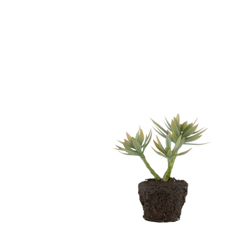 Faux Succulent Plant in Soil - Greige - Home & Garden - Chiswick, London W4 